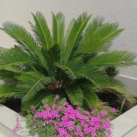 Lägenhet With Parking Space - 20205 Vir